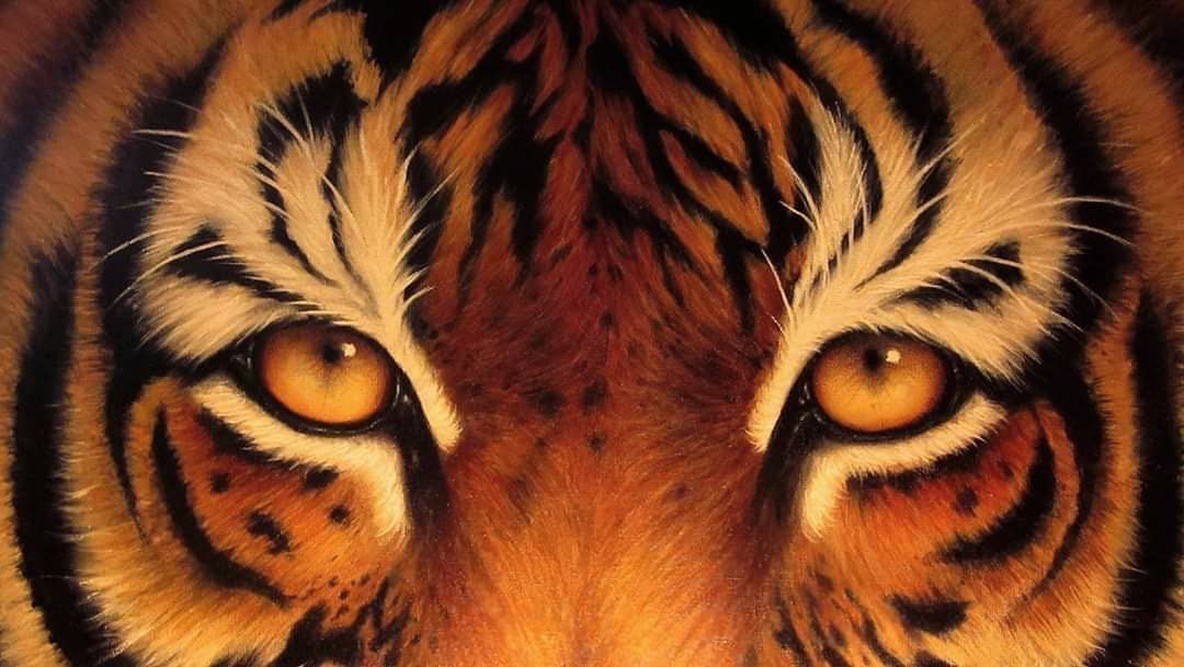 Land of tigers