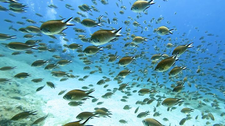 A shoal of fish over the seabed