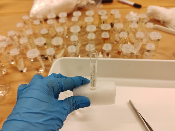 Insect collection preserved in fluid, vial by vial