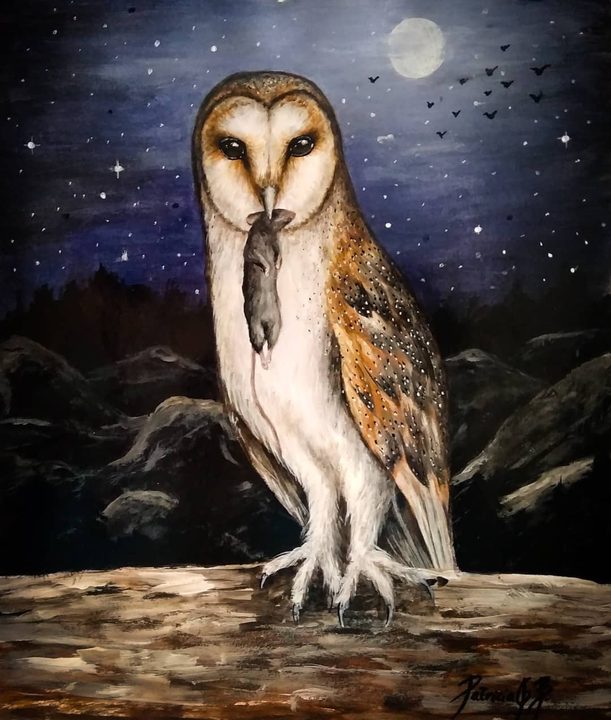 Barn owl