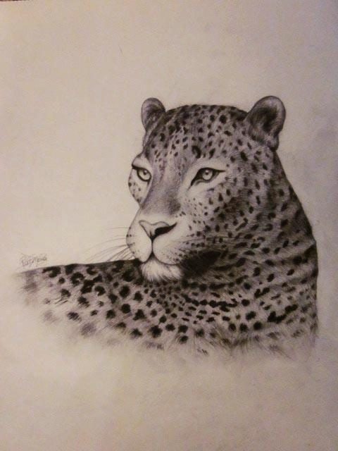 Leopard