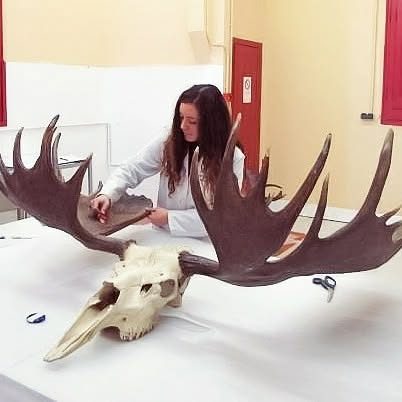 Natural history collections
