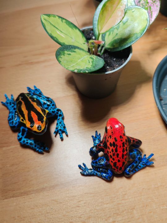 Poison dart frogs