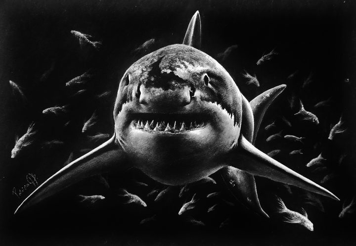 Shark