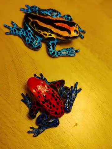 Poison dart frogs (detail)